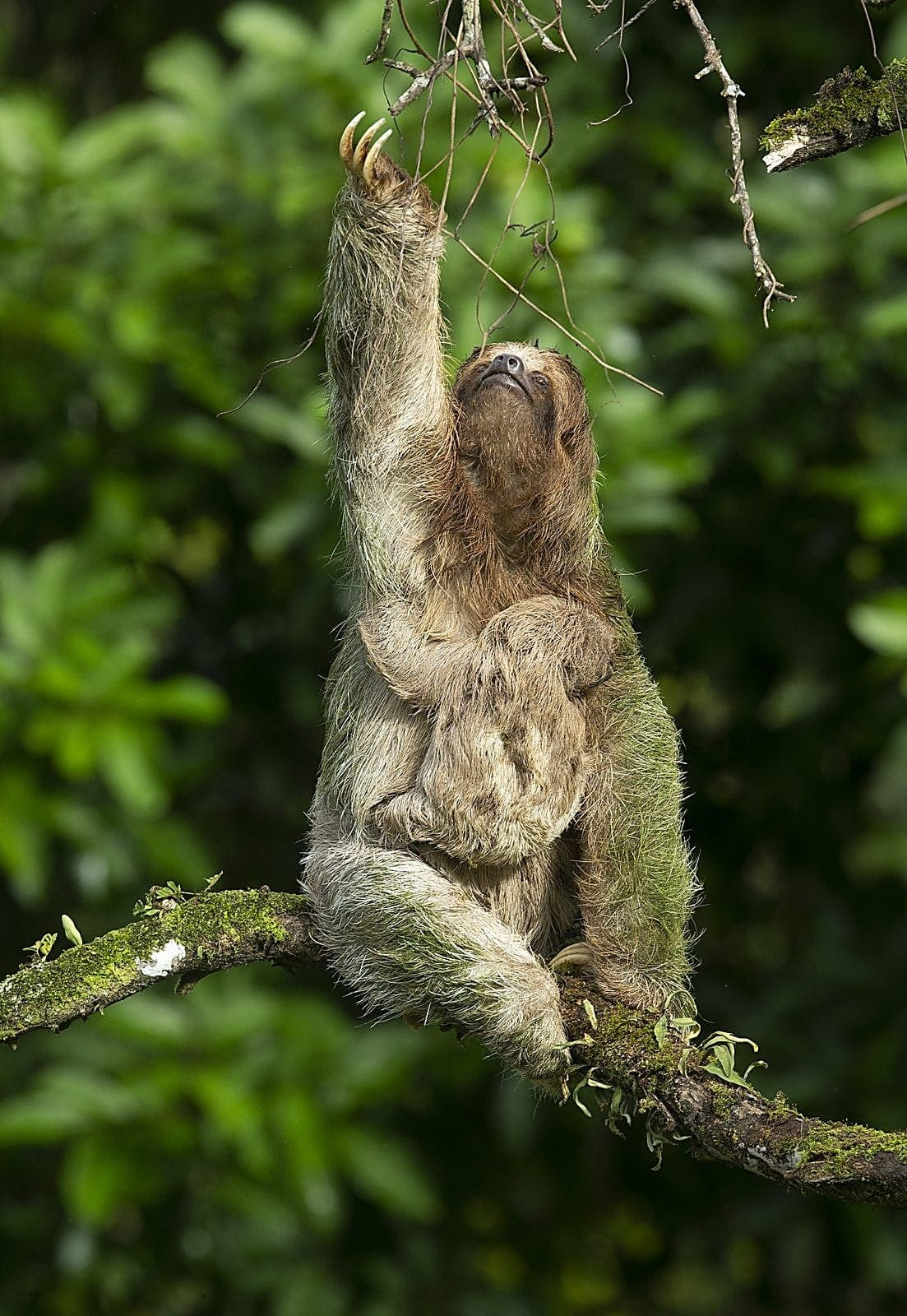 Best Sloth Tour in La Fortuna: Honest 2026 Guide