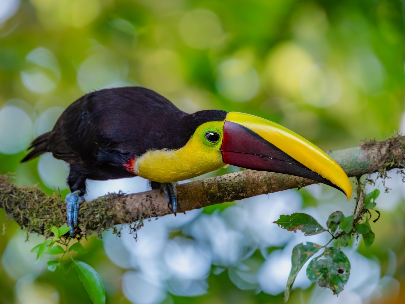 Costa Rica nature tour photo