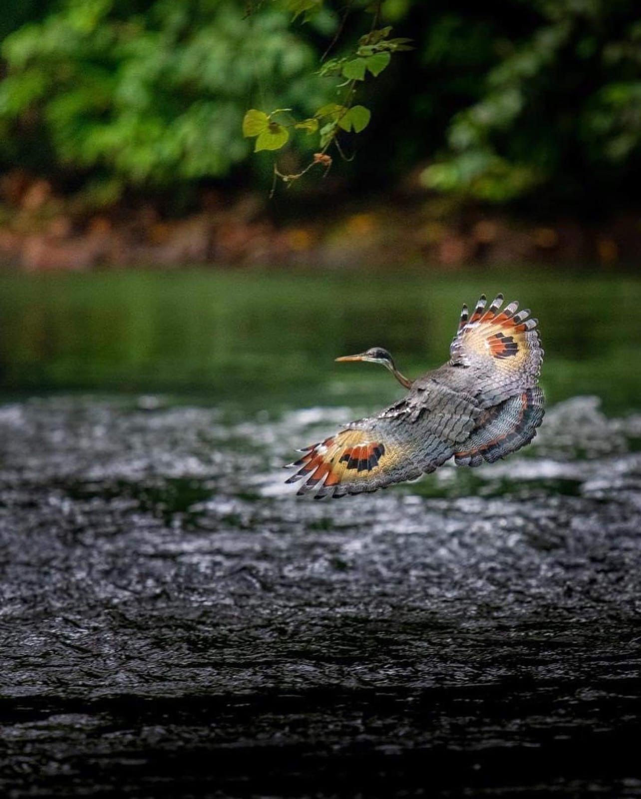 Sunbittern Photography