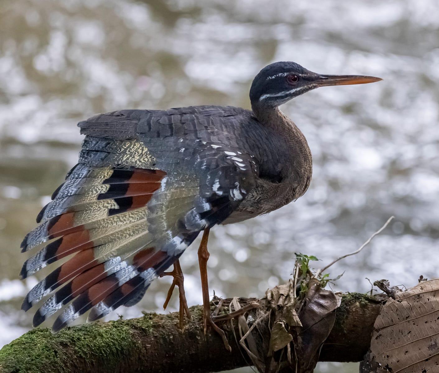 Boca Tapada Photography and Wildlife Boat Tour 6