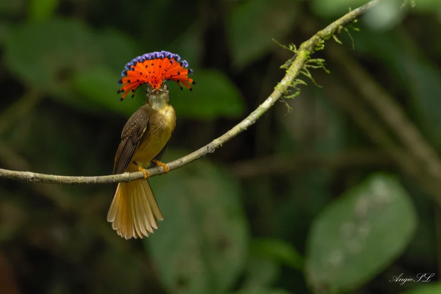 Royal Flycatcher Photography — Boca Tapada