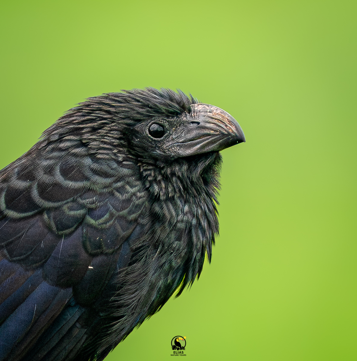 Costa Rica nature tour photo