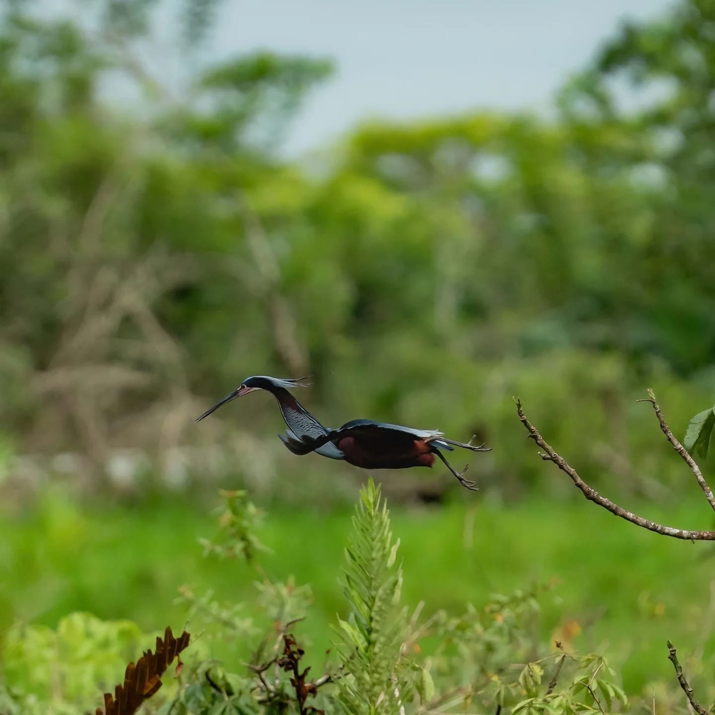 Agami Heron flying low (Agamia agami) — Costa Rica