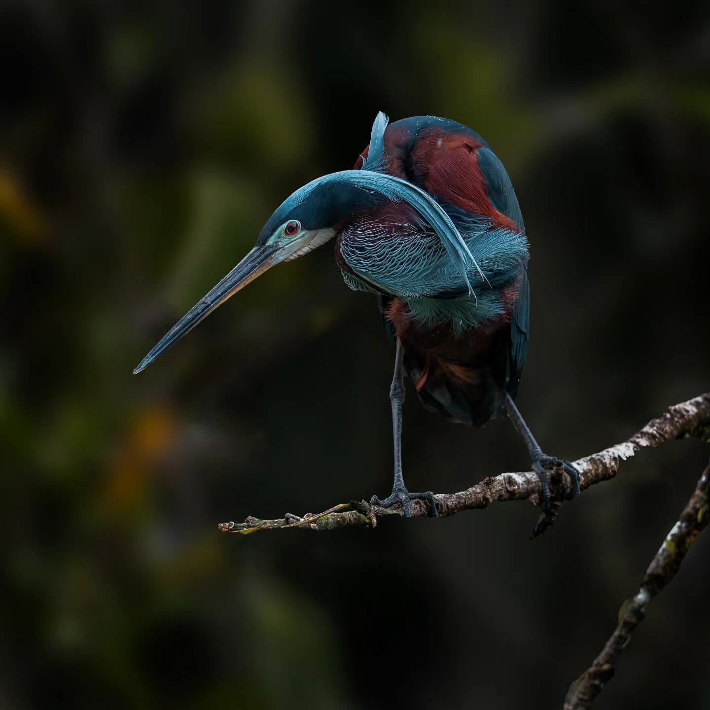 Agami Heron nesting colony — Boca Tapada wetlands