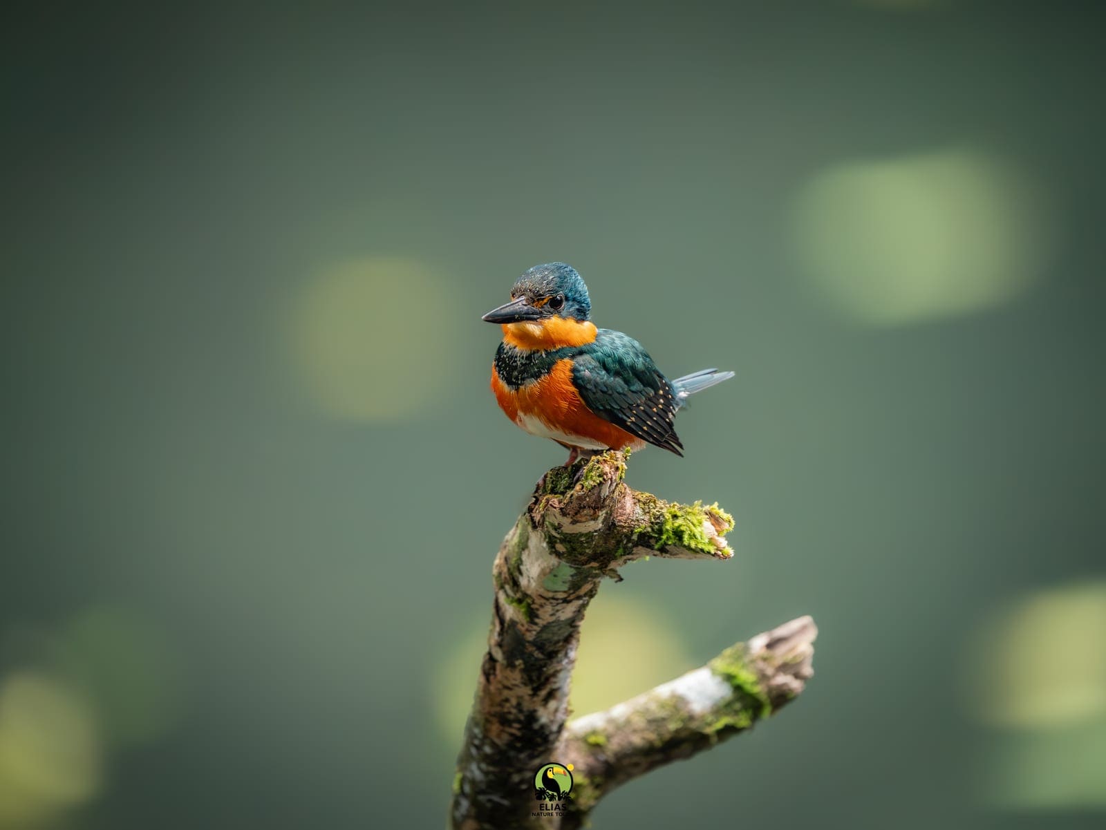 Colorful tropical bird during an Arenal birdwatching tour
