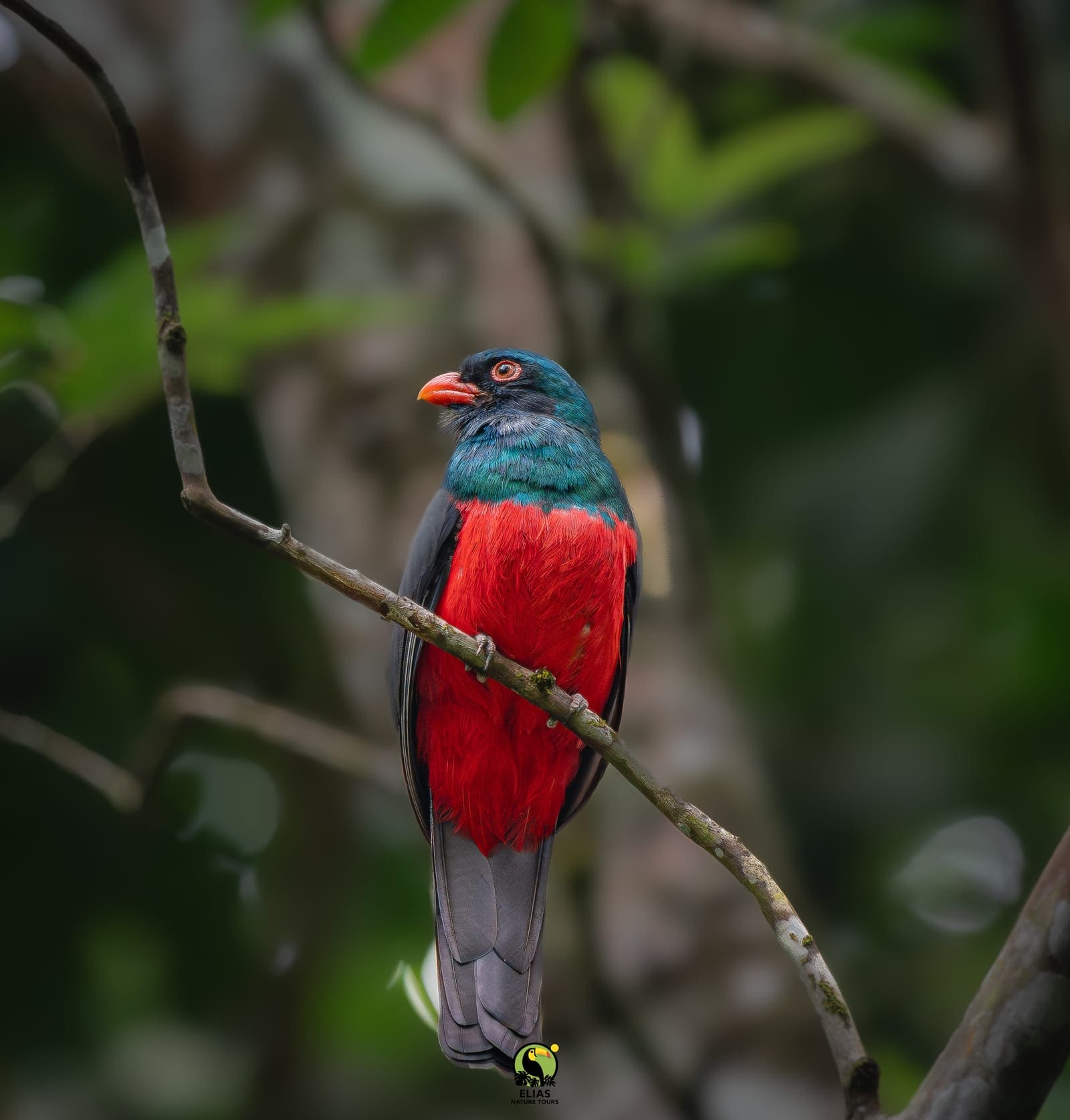 Bird of prey near La Fortuna, photography birding tour