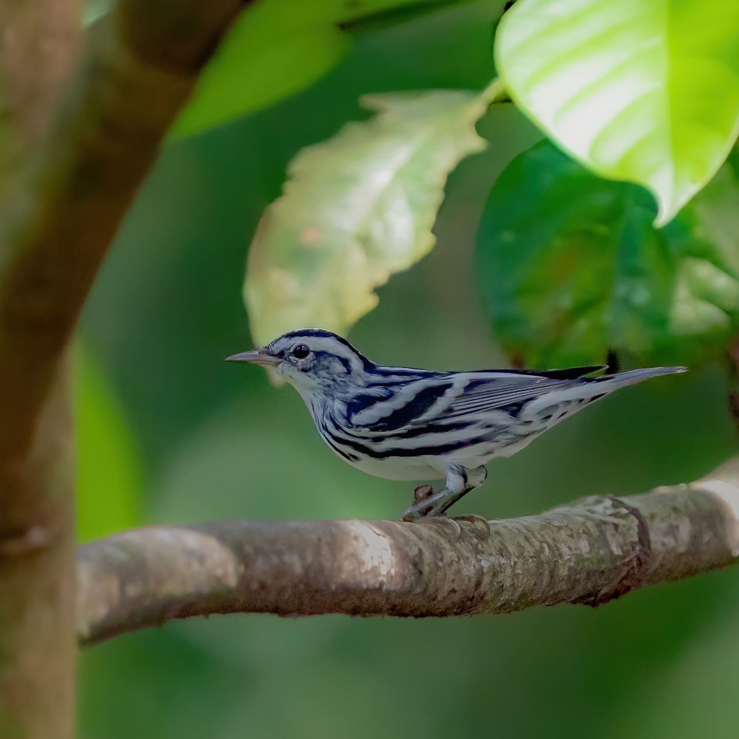 Costa Rica nature tour photo