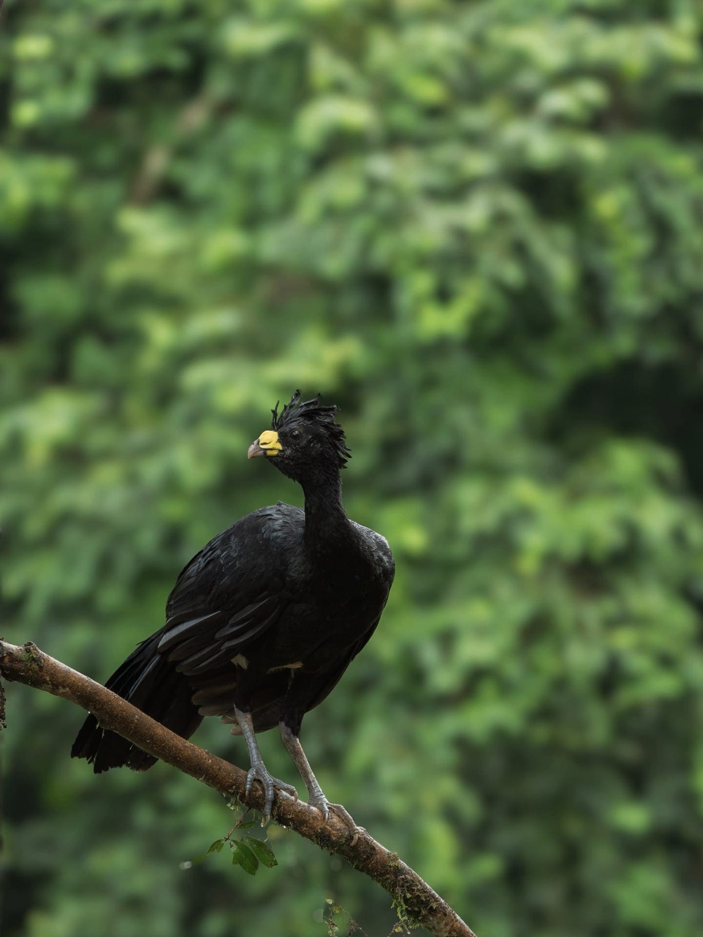 King Vulture Photography Hide 4