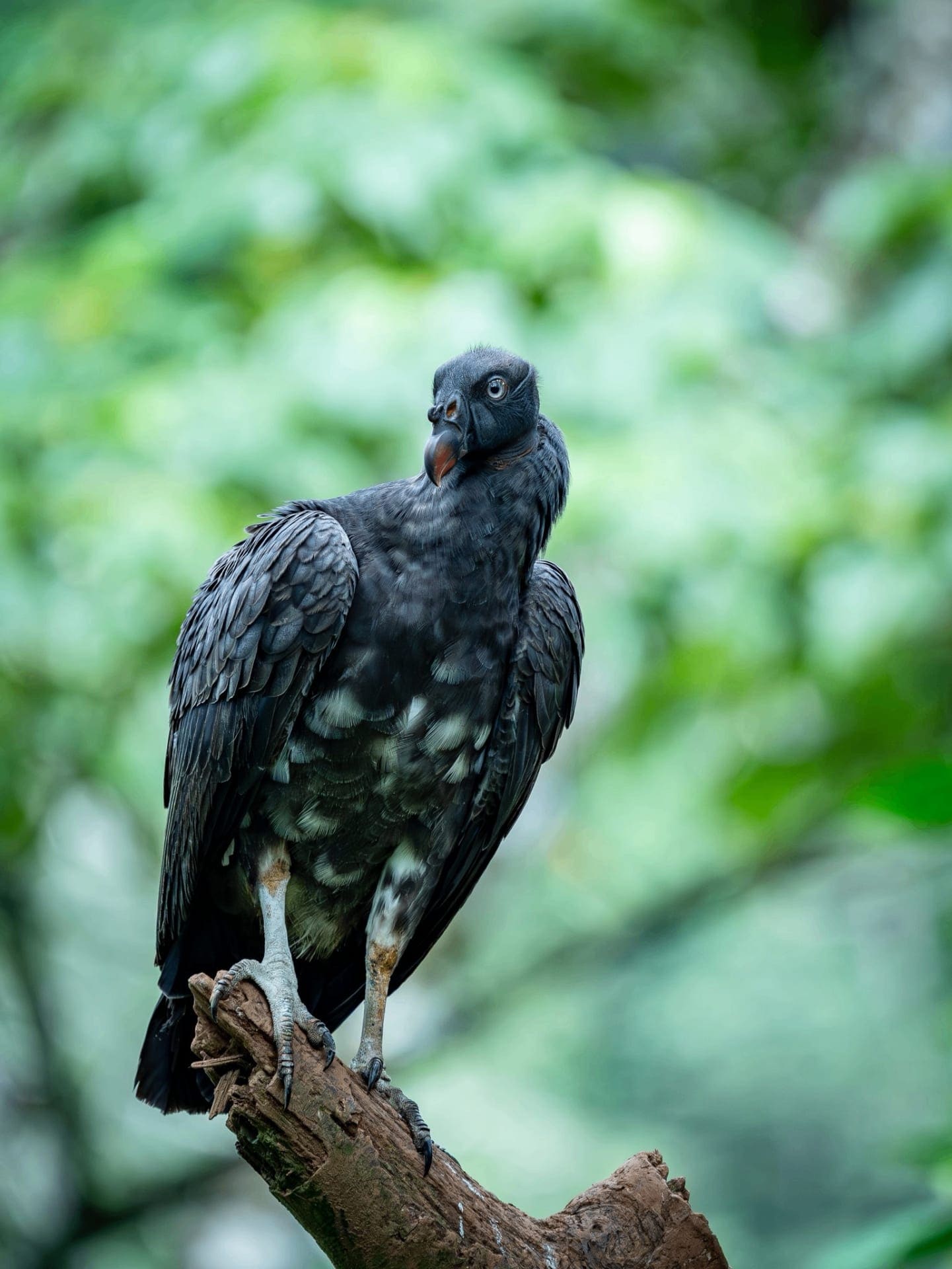Black Vulture — King Vulture hide