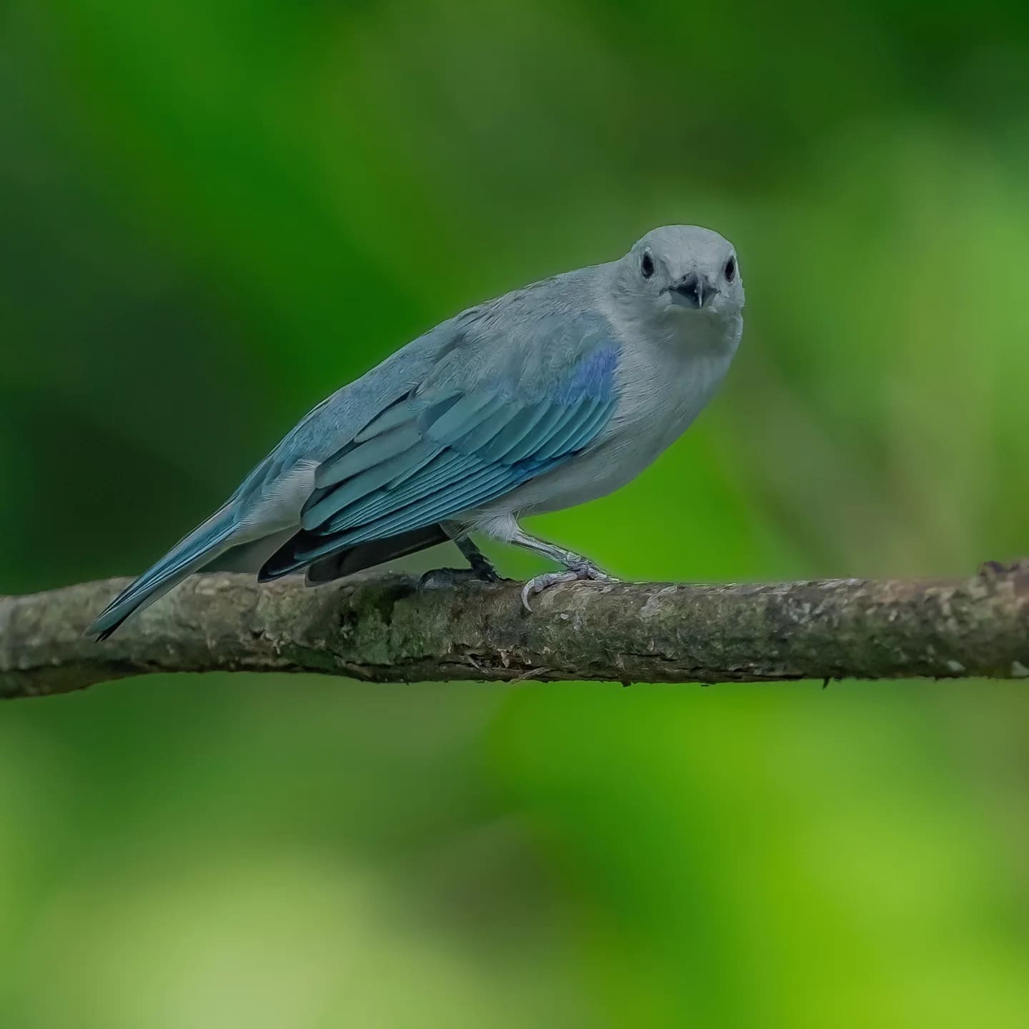 Blue-gray Tanager — Bogarín Trail, La Fortuna