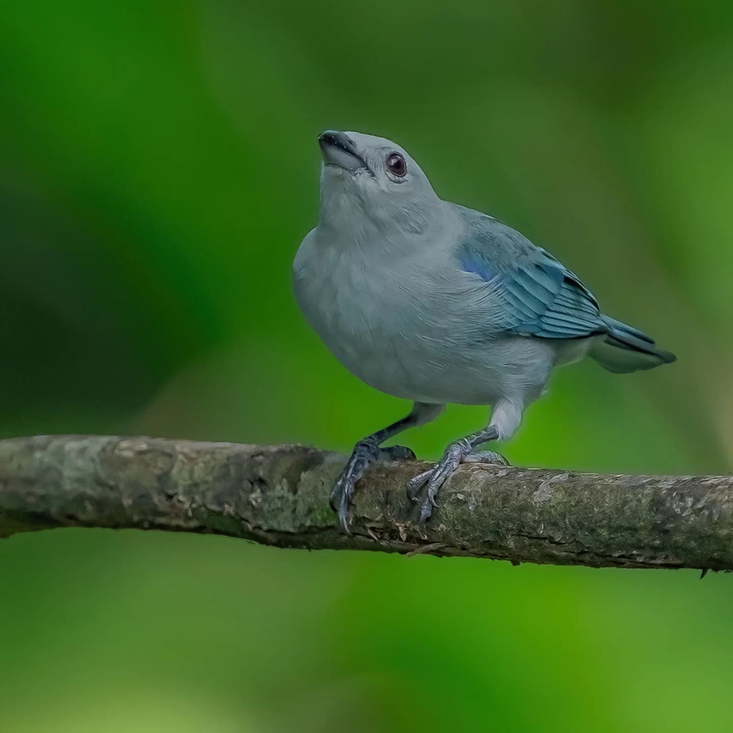 Blue-gray Tanager (Thraupis episcopus) — Costa Rica