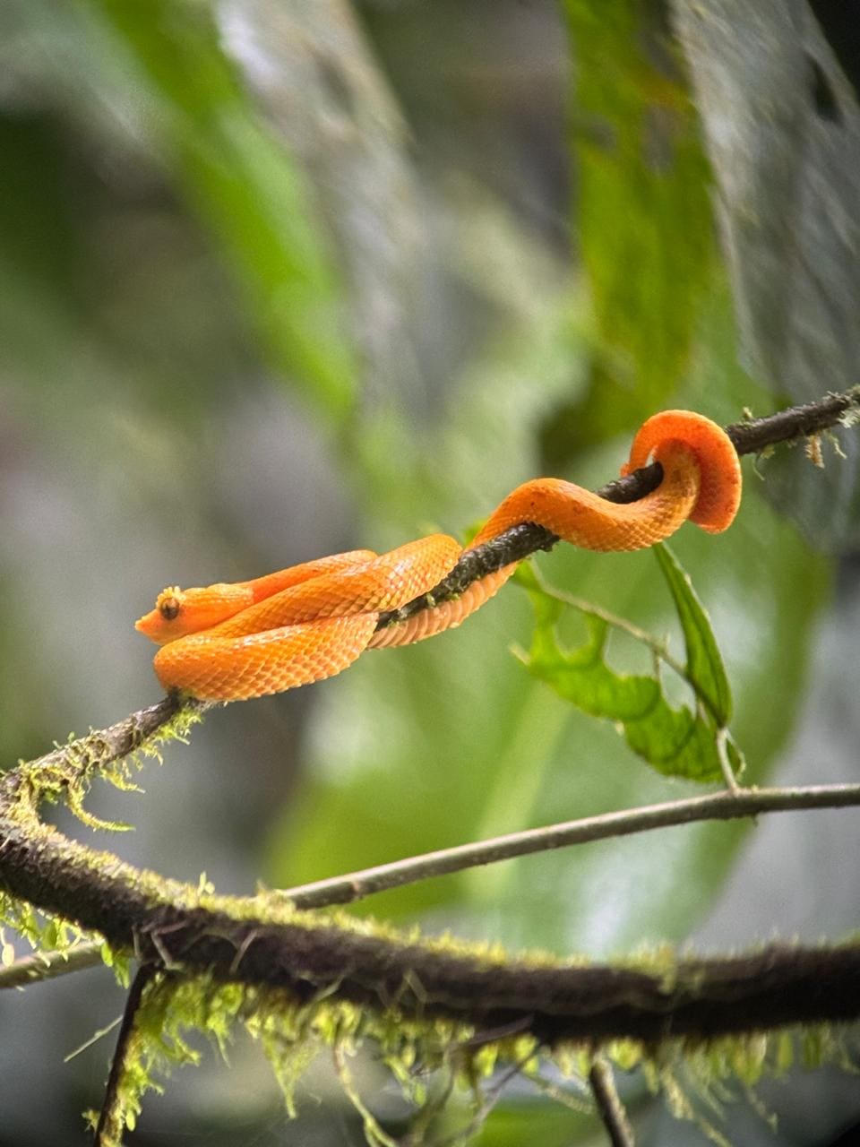Eyelash viper resting on a branch at Bogarin Trail, La Fortuna