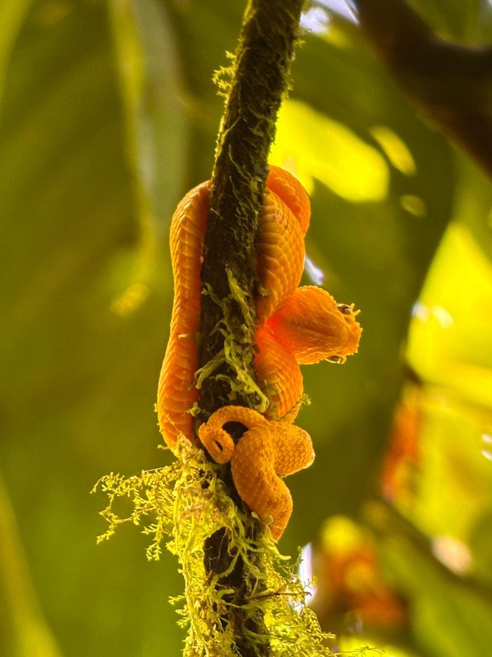 Yellow eyelash viper at Bogarin sloth and birdwatching trail