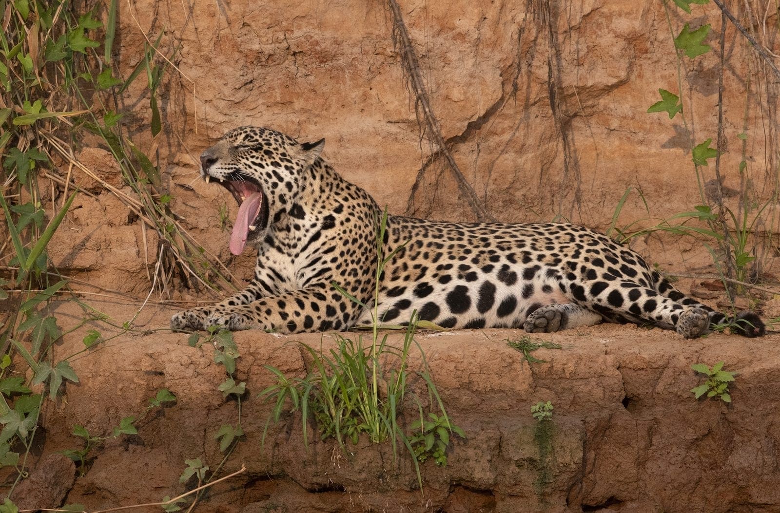 Pantanal Wildlife & Jaguar Expedition — Pantanal, Brazil