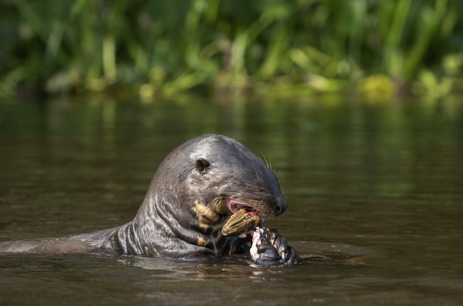 Giant river otter photographed from a motorboat in the Pantanal
