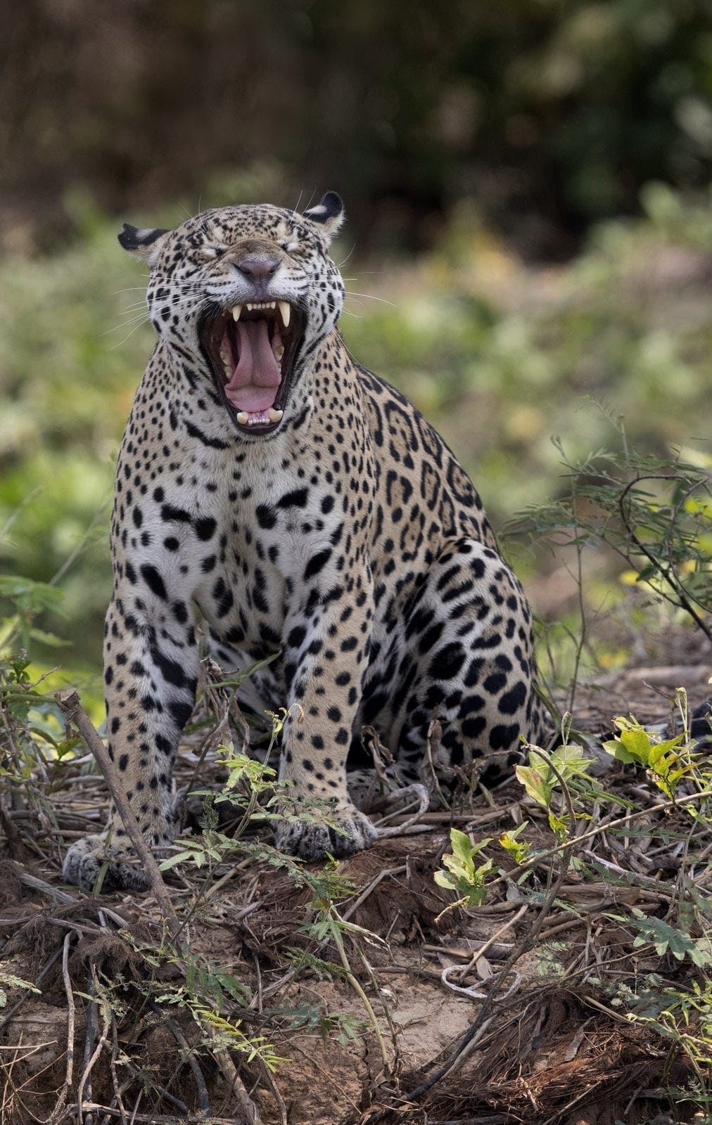 Jaguar — Full Day on the Rivers — Pantanal, Brazil