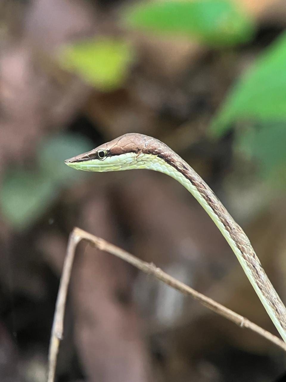 Brown vine snake stretched along a branch in Manuel Antonio National Park, Costa Rica