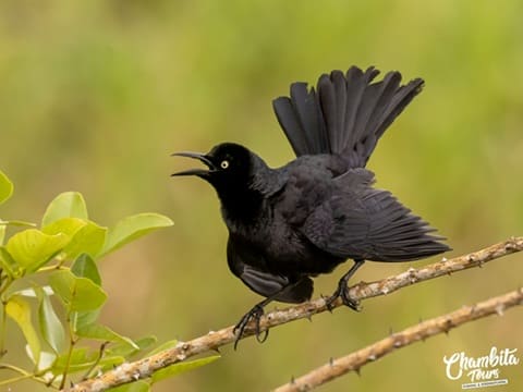Nicaraguan grackle displaying on a branch — Caño Negro, one of its few global sites