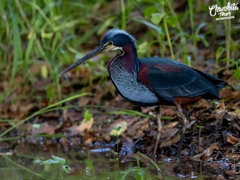 Agami heron hunting along a shaded channel — Caño Negro Wildlife Refuge