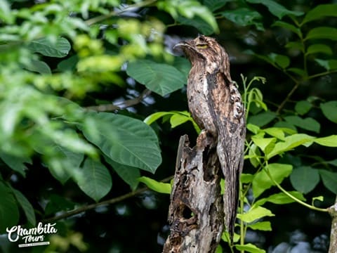 Common potoo camouflaged on a broken stump — Caño Negro Wildlife Refuge