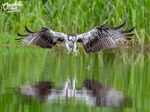 Osprey lifting off the water with wings spread — Río Frío, Caño Negro