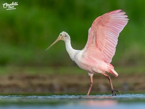 Roseate spoonbill stretching its wings in shallow water — Caño Negro Wildlife Refuge