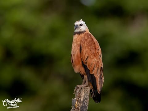 Black-collared hawk perched above the Río Frío — Caño Negro Wildlife Refuge