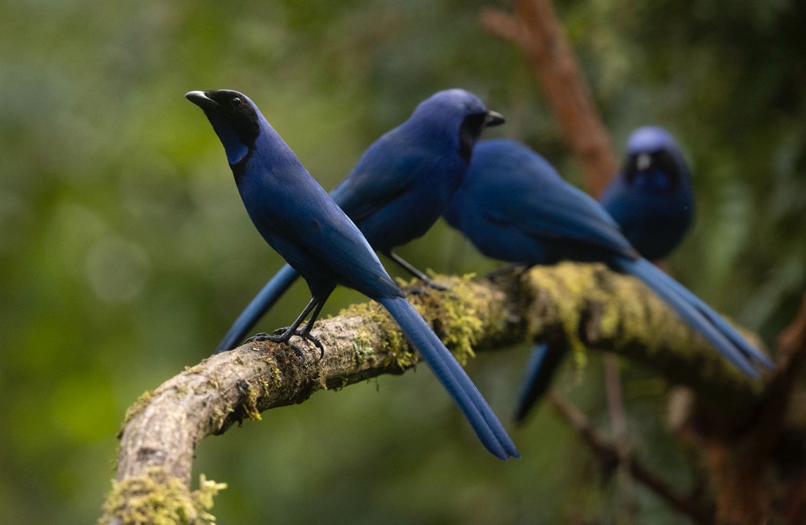 Beautiful Jay