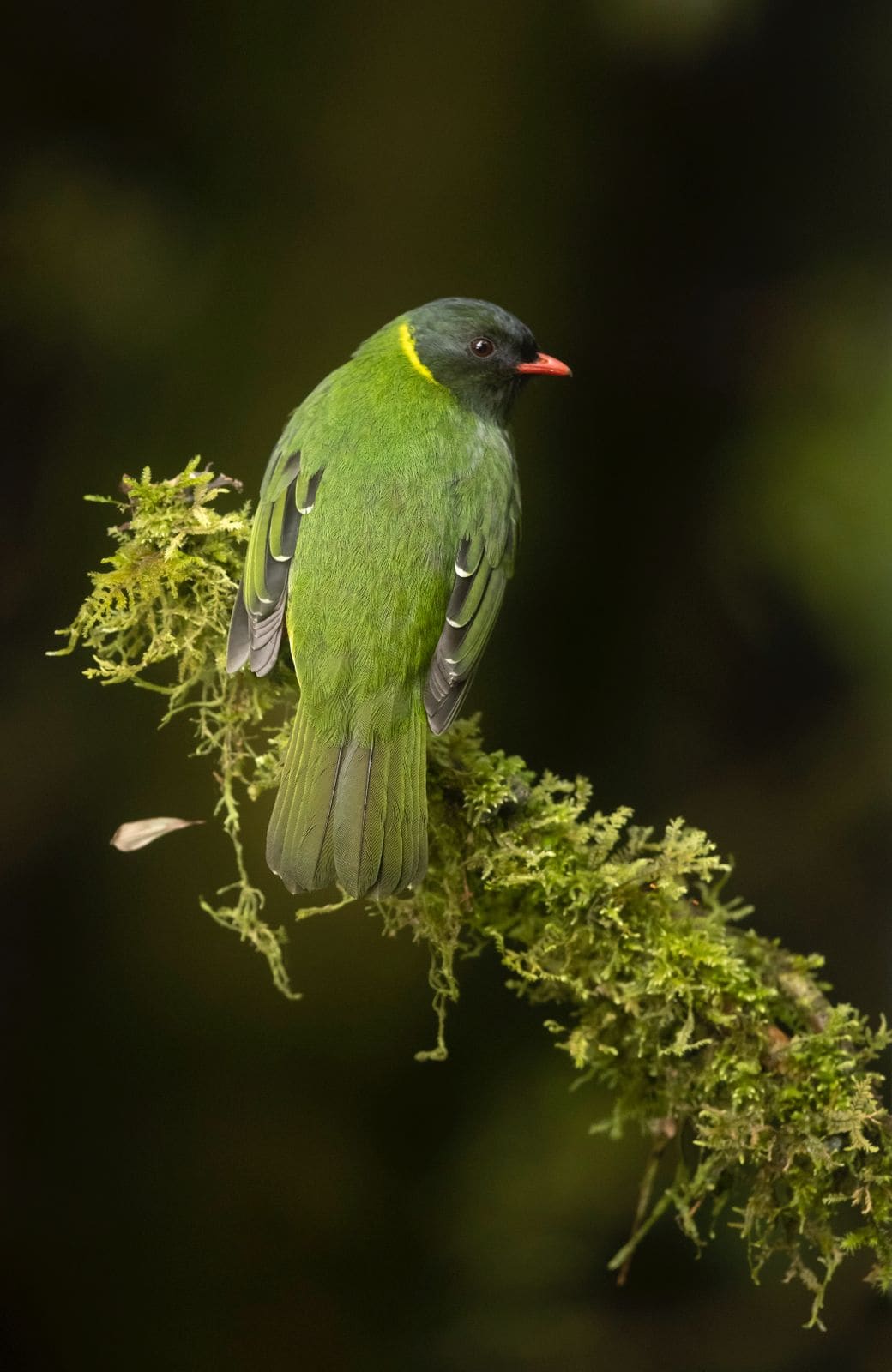 Green Chlorophonia