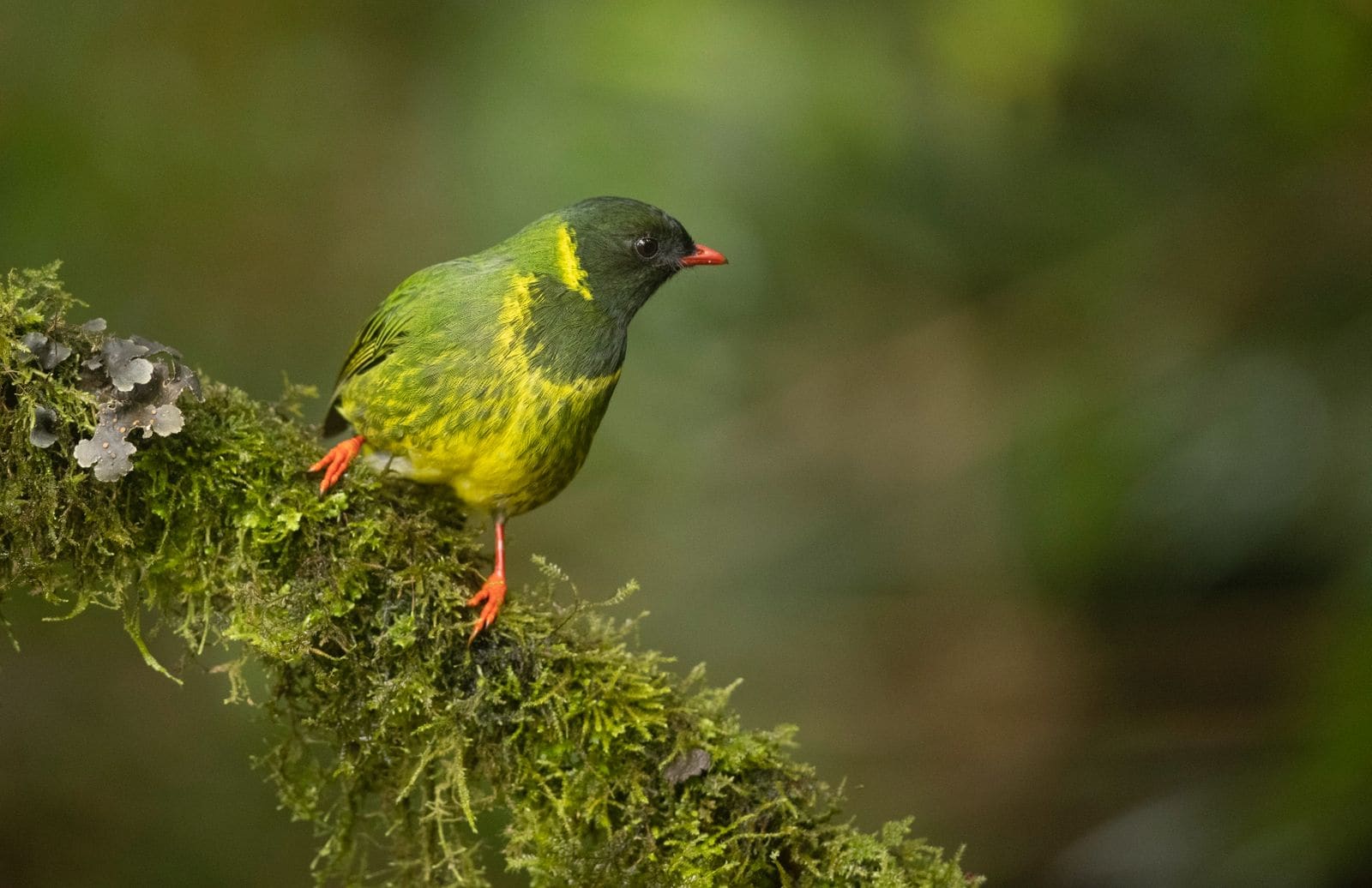 Green-and-black Fruiteater
