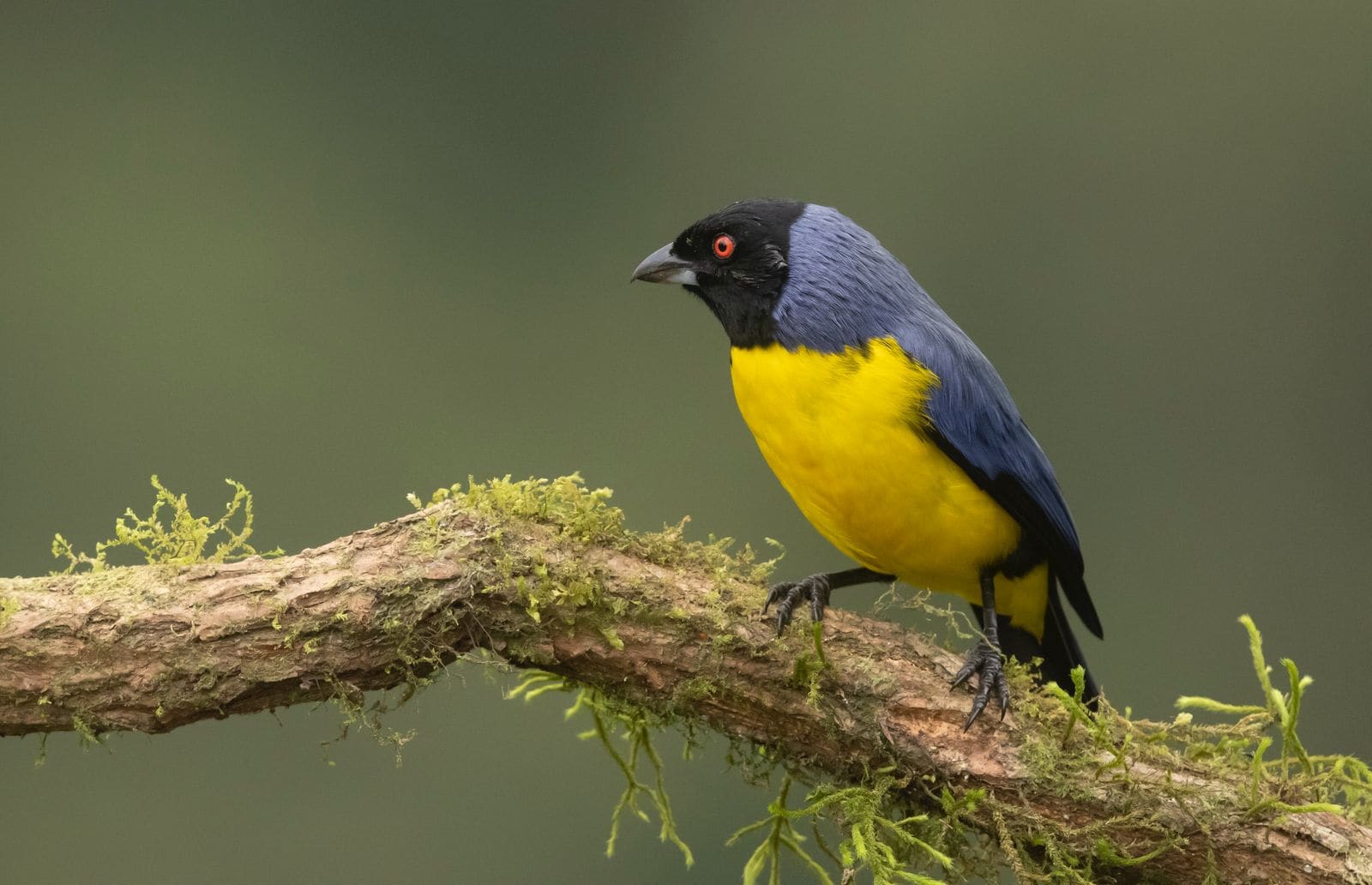 Hooded Mountain-Tanager in Central Andes cloud forest