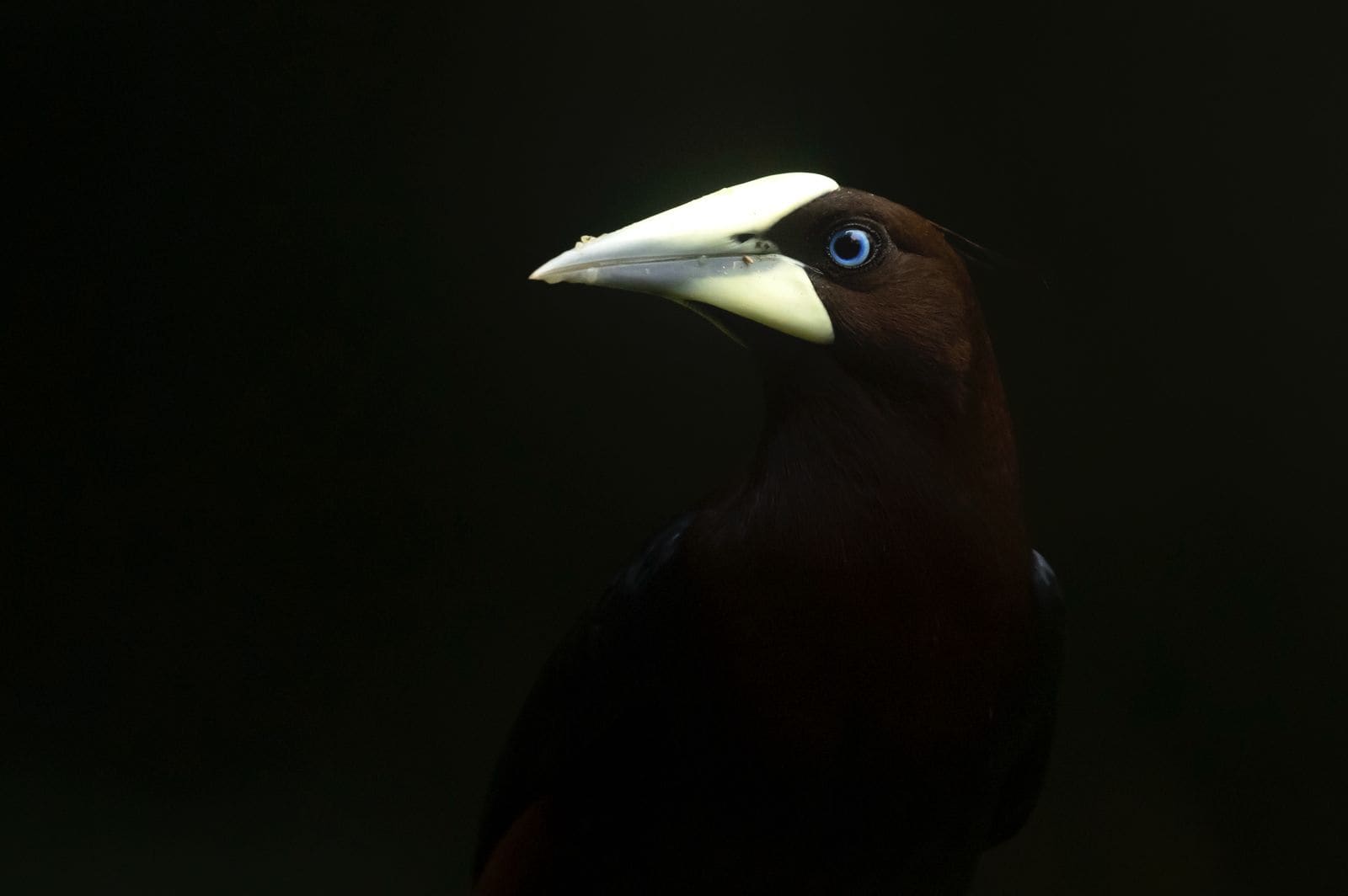 Chestnut-headed Oropendola