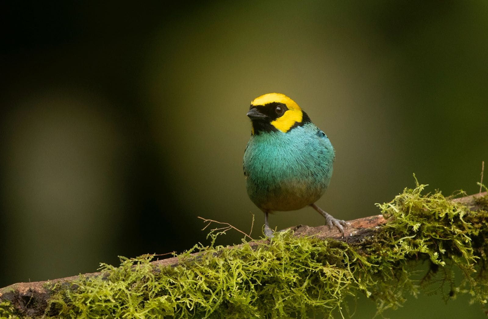 Saffron-crowned Tanager
