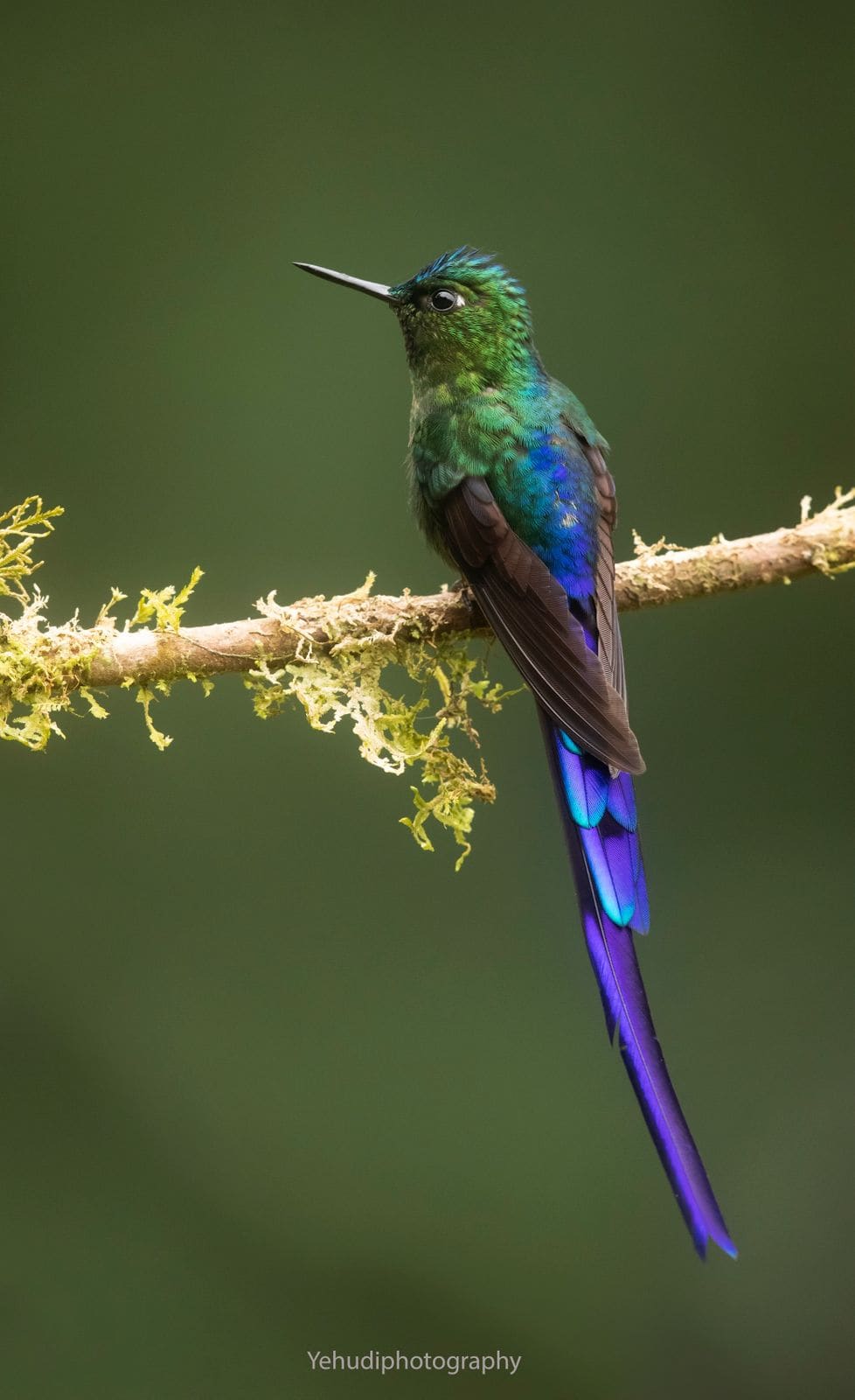 Colombia Bird Photography Expedition — Andes & cloud forest, Colombia