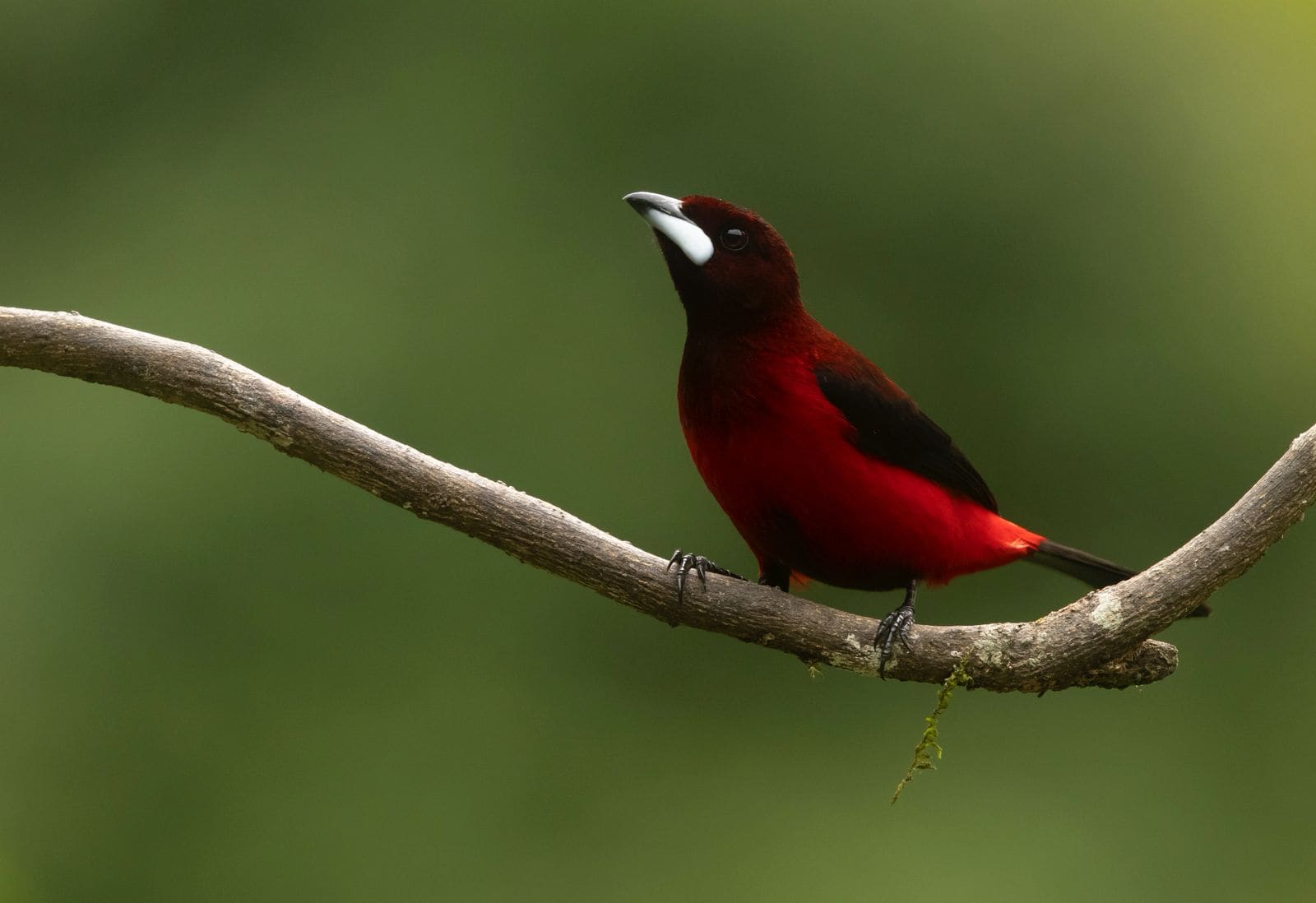 Crimson-backed Tanager