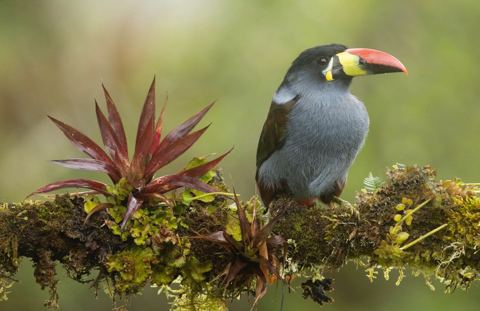 Plate-billed Mountain-Toucan photographed in the Colombian Andes
