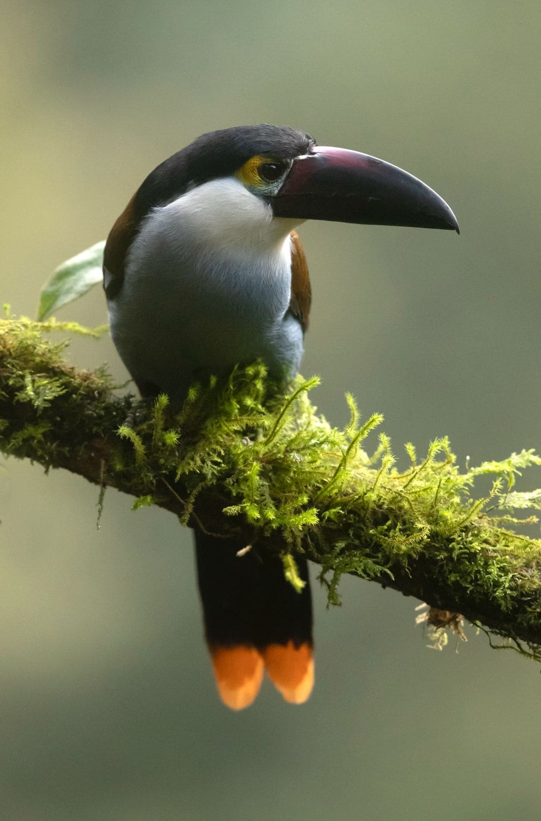 Plate-billed Mountain-Toucan