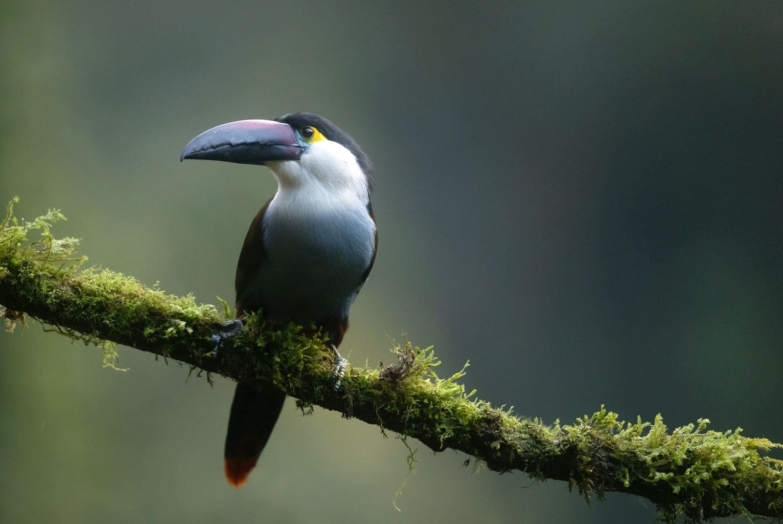 Plate-billed Mountain-Toucan perched