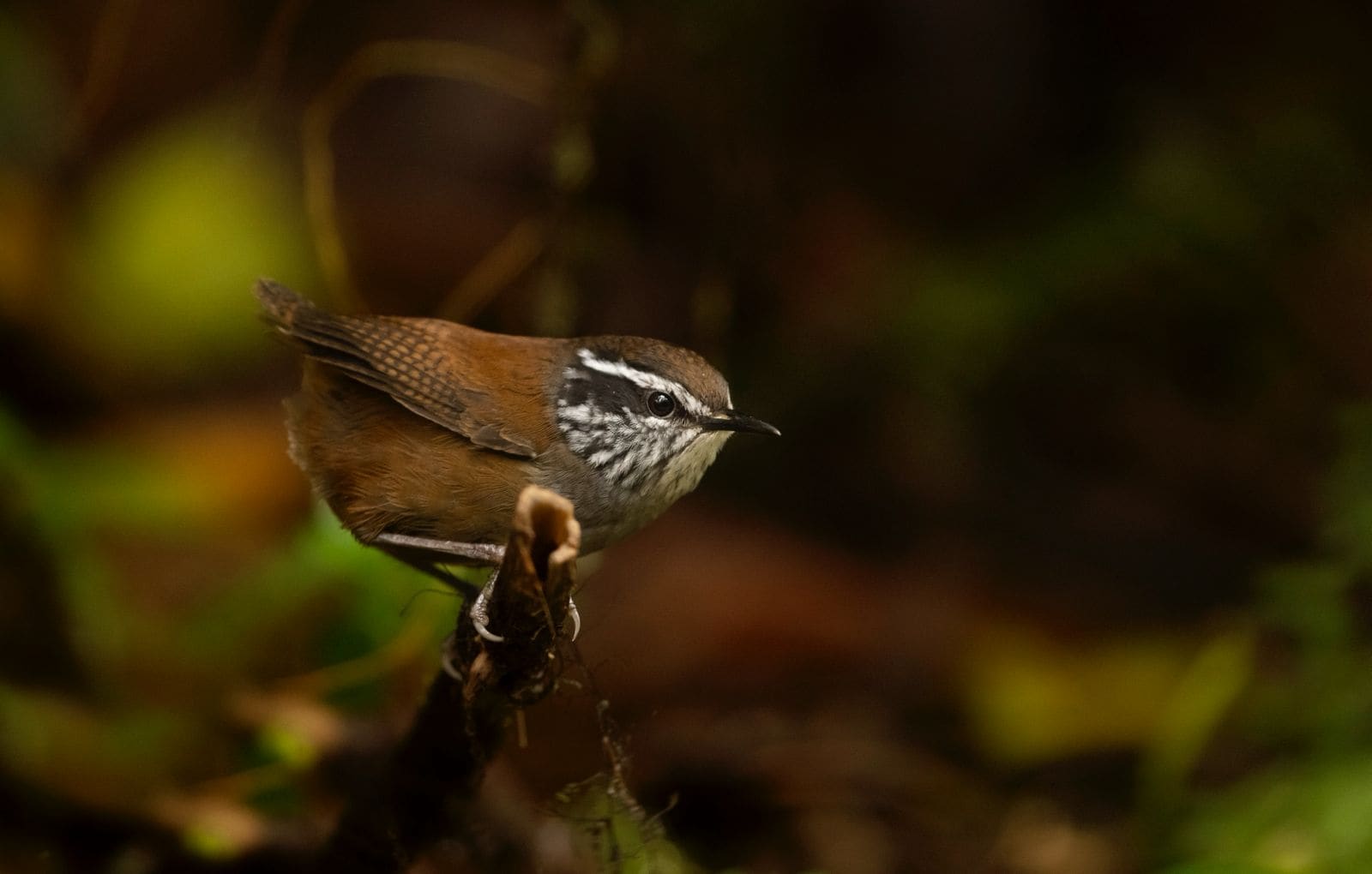 Stripe-breasted Wren