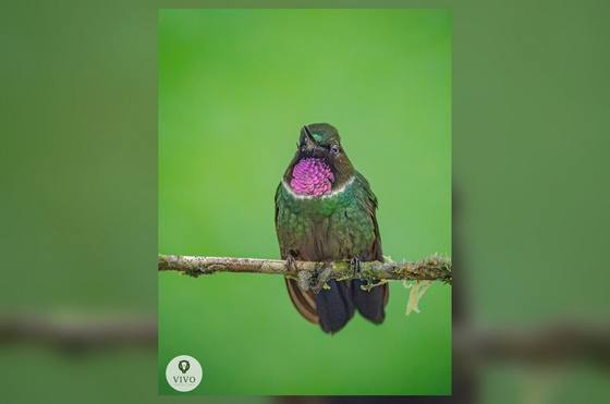 Ecuador Bird Photography Tour 2027 — Choco Andino & Eastern Andes, Ecuador