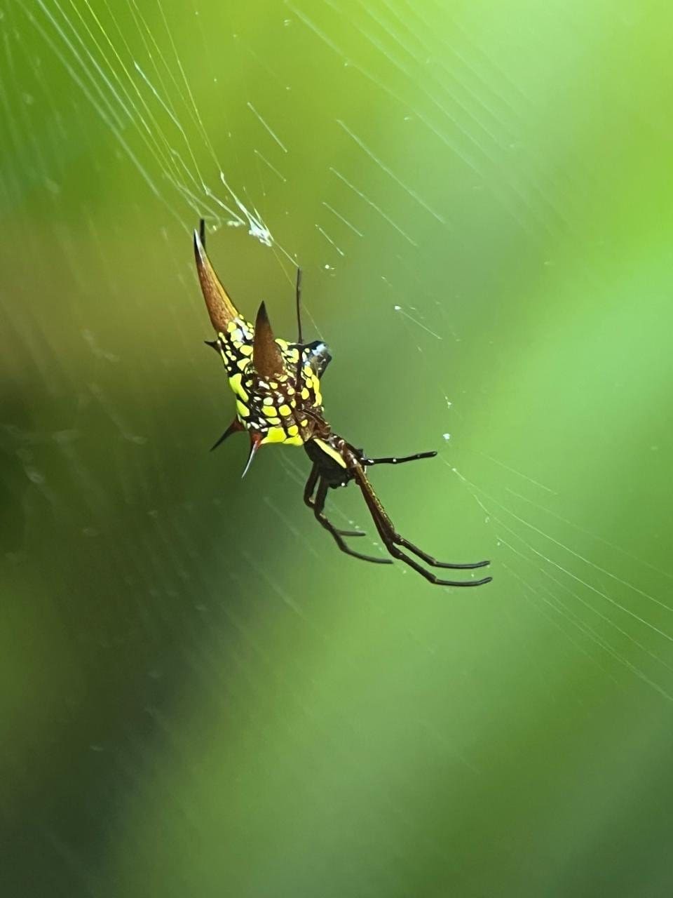 Golden orb spider on its web during a Manuel Antonio night walk