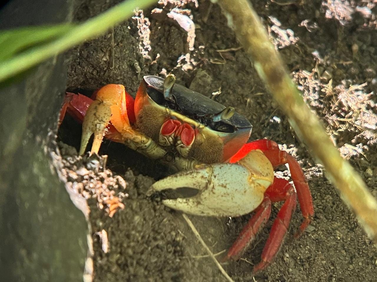 Halloween crab at its burrow entrance in Manuel Antonio National Park, Costa Rica