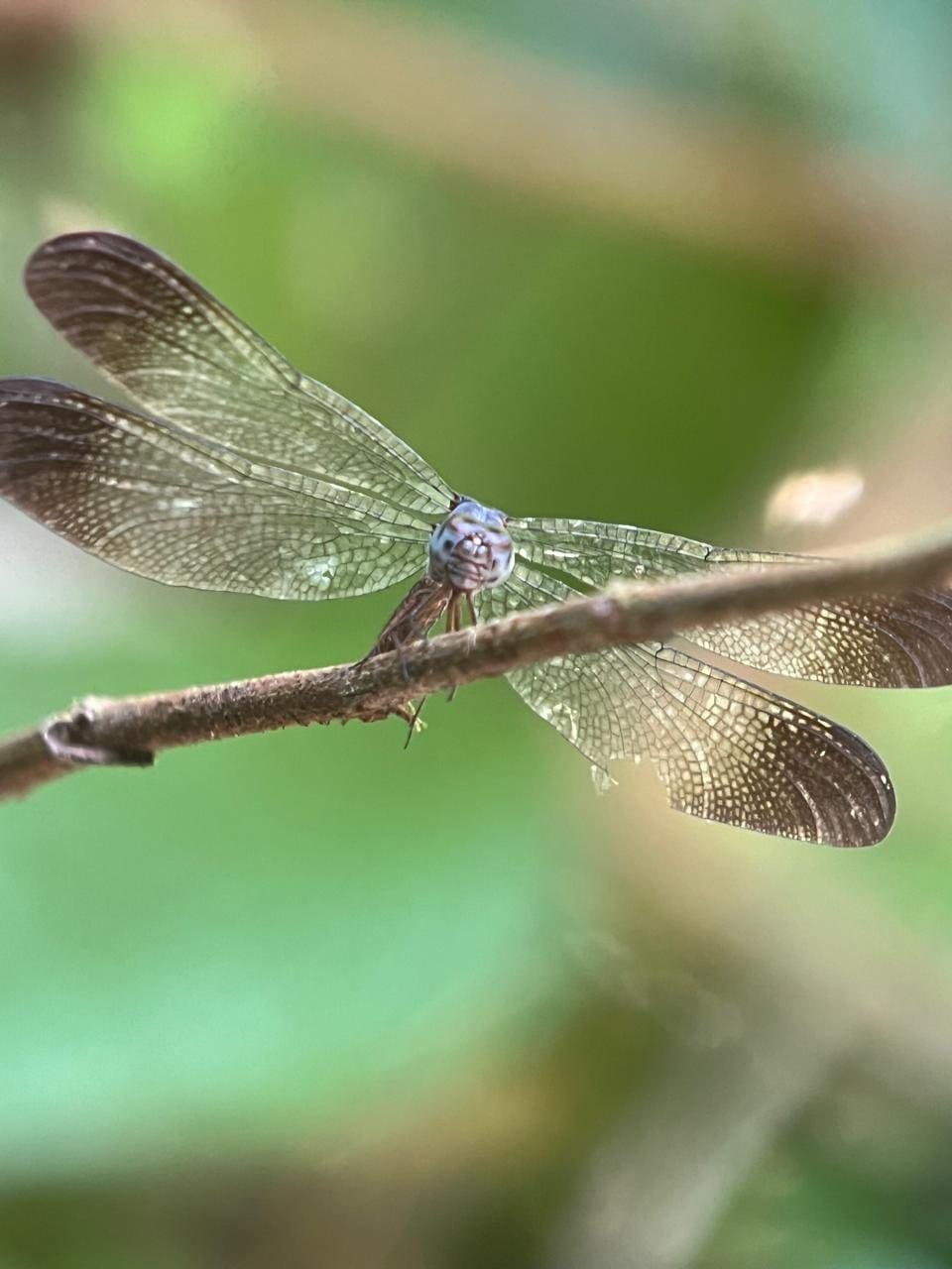 Helicopter damselfly perched on a twig in Manuel Antonio National Park, Costa Rica