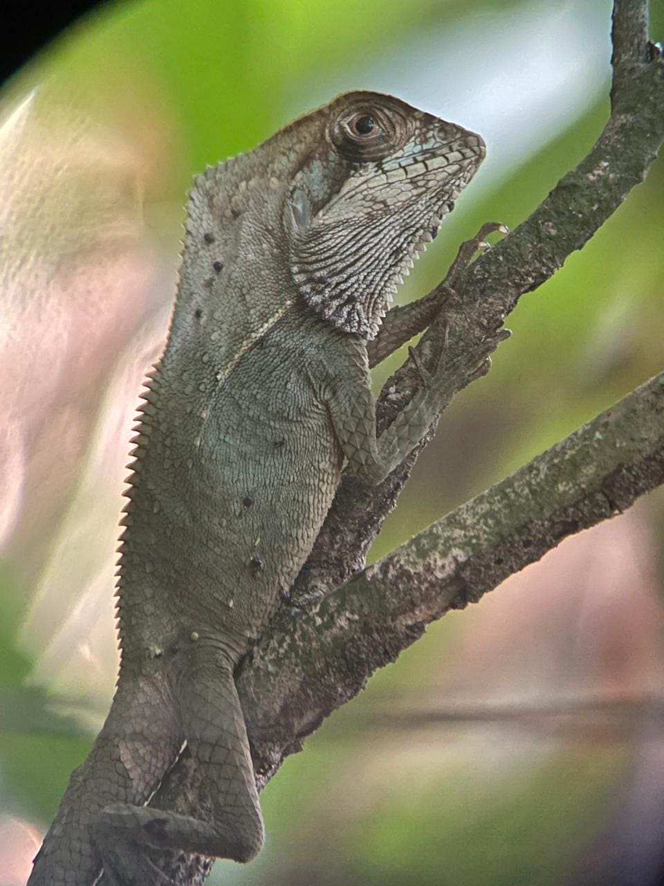 Crested Basilisk (Corytophanes cristatus) in Manuel Antonio National Park, Costa Rica