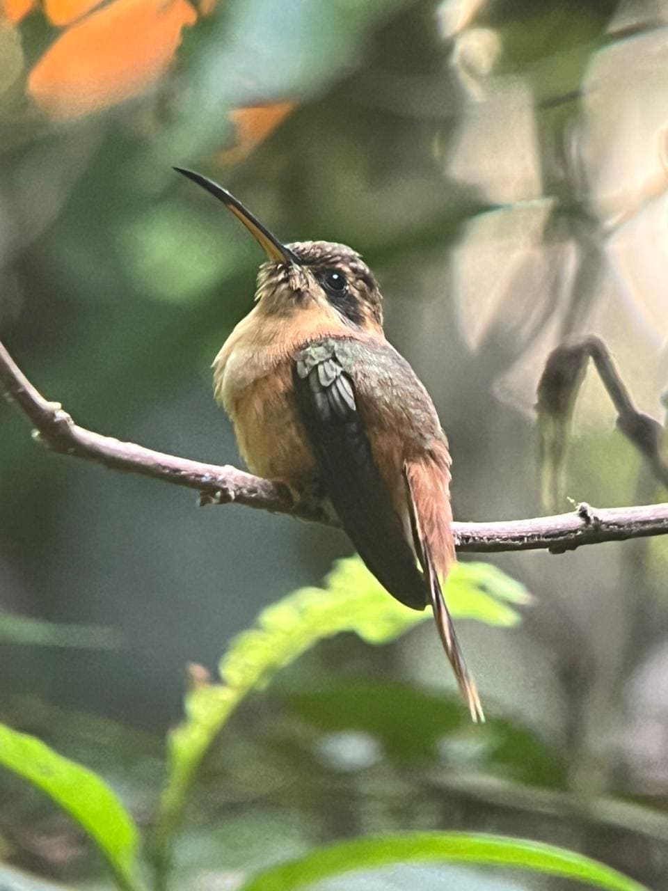 Long-billed hermit hummingbird at Esquipulas rainforest birding, Costa Rica