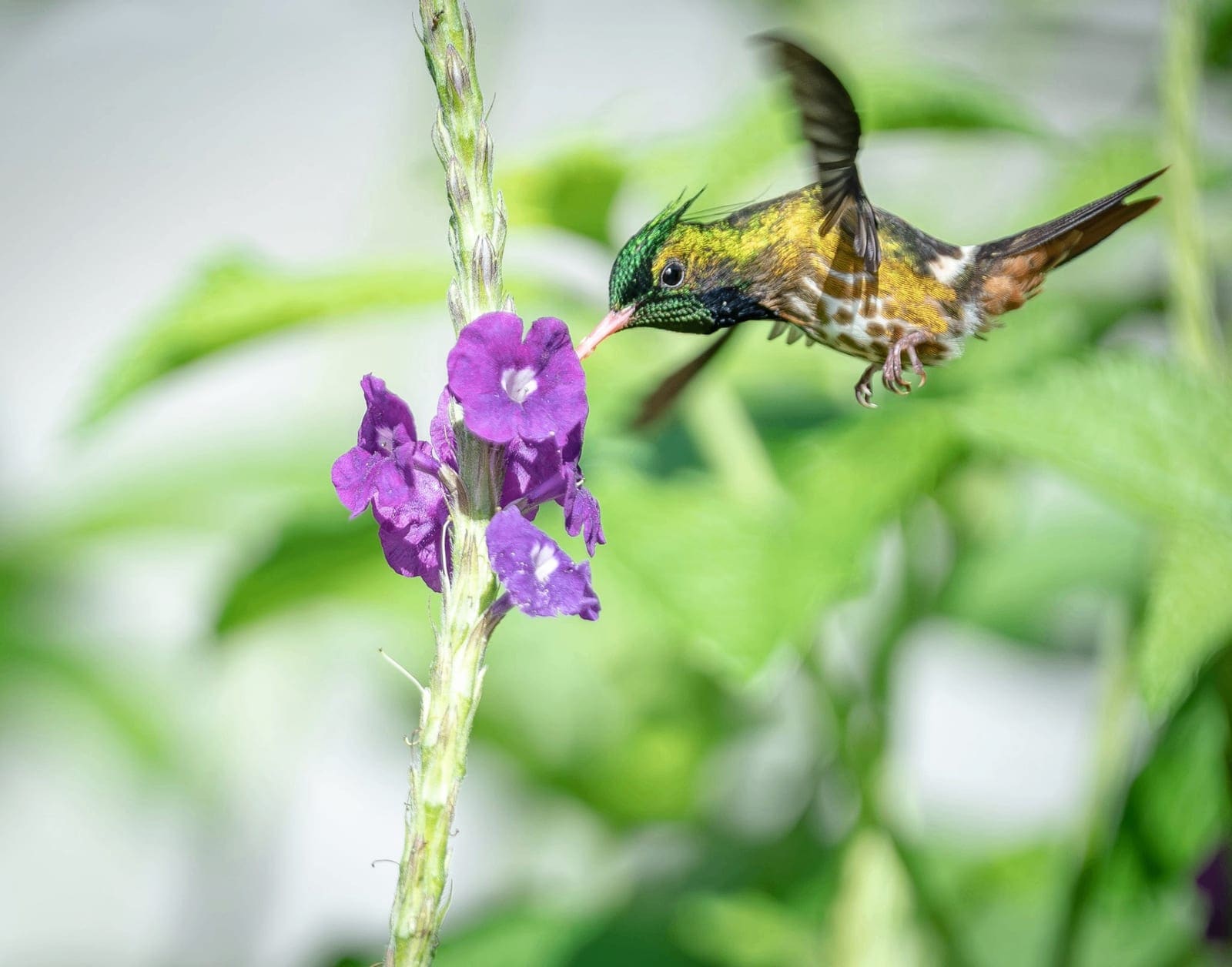 Hummingbird in flight — Boca Tapada lowlands