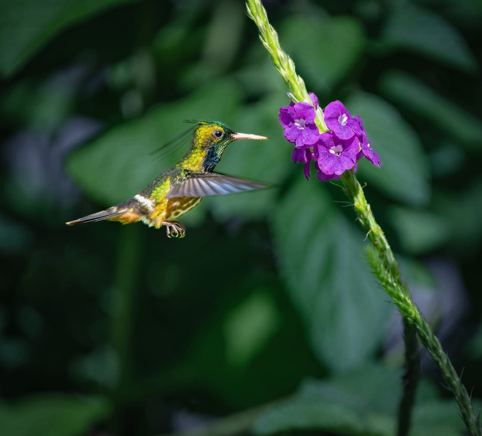 Hummingbird Multi-Flash Workshop 2