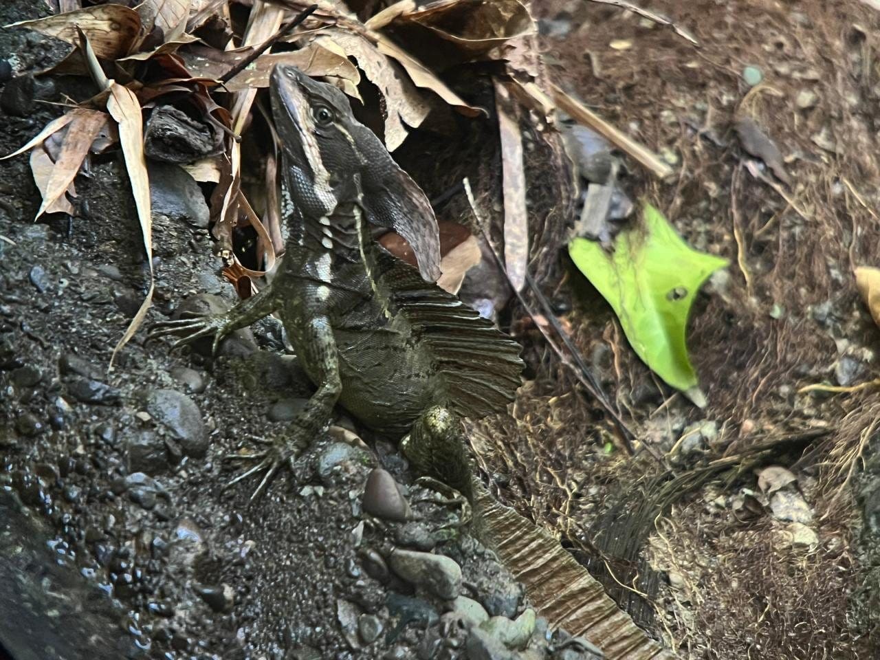 Common basilisk (Jesus Christ lizard) on the forest floor in Manuel Antonio National Park, Costa Rica