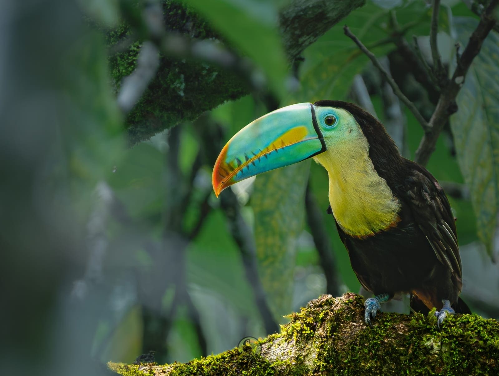 Costa Rica nature tour photo