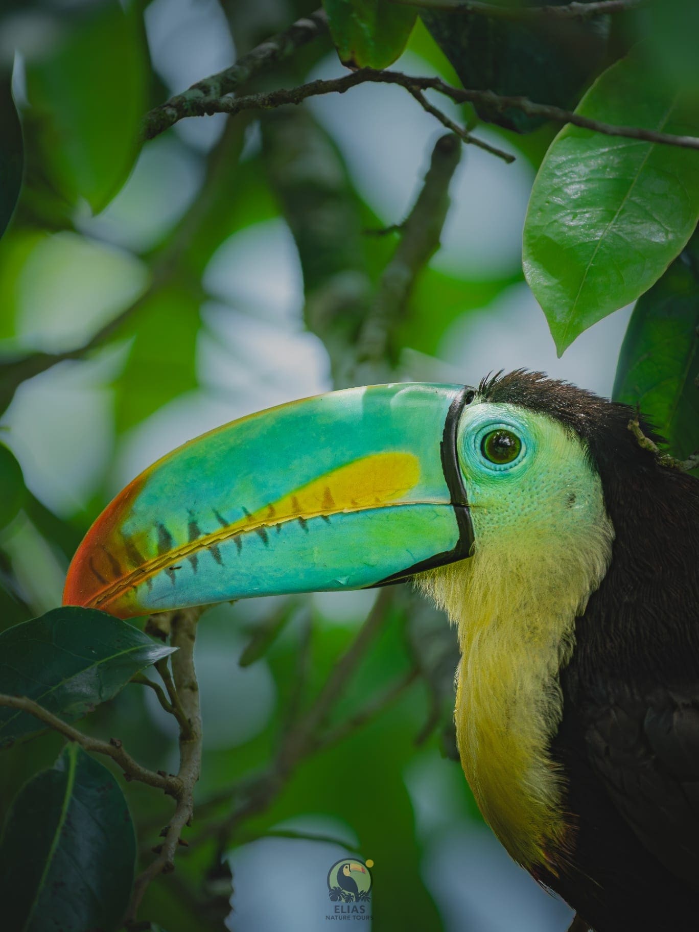 Keel-billed Toucan close-up bill detail (Ramphastos sulfuratus) — La Fortuna, Costa Rica